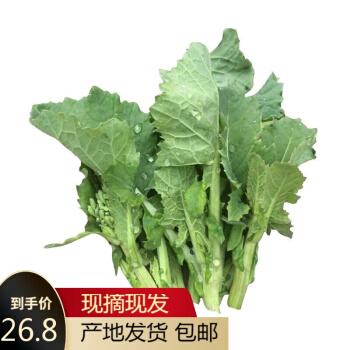 新鲜油菜苔青菜苔绿叶蔬菜小油菜浓家自种现摘现发3斤精选实惠